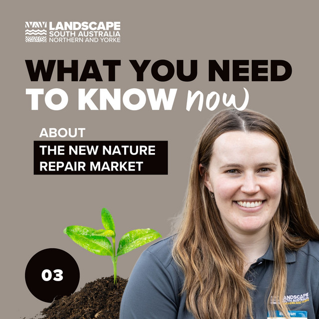 What you need to know now Nature Repair Market What you need to know