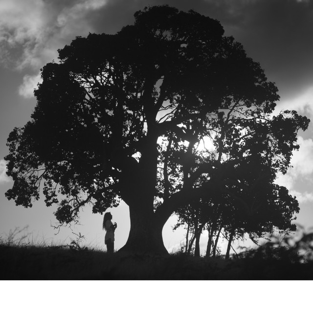 Wood You Listen Podcast on Spotify