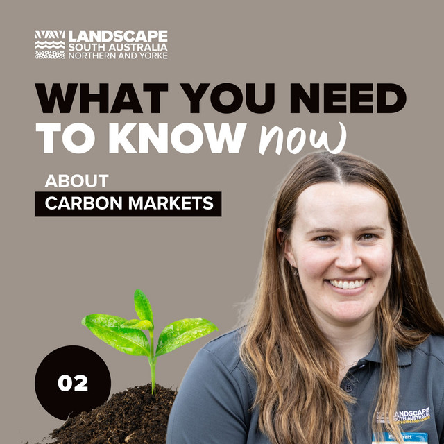 What you need to know now carbon markets What you need to know now