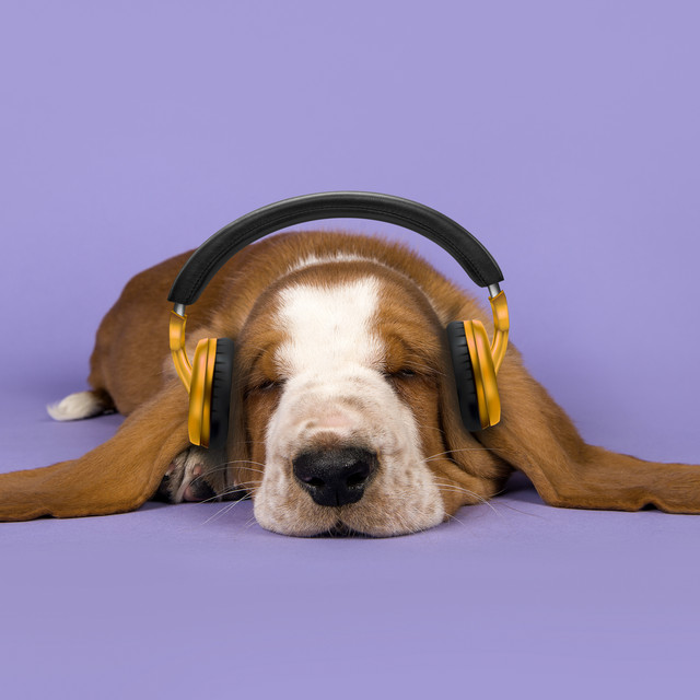 Dog Sleeping Music ðŸ ¶ Calming Sounds for Dogs playlist by Dog Music