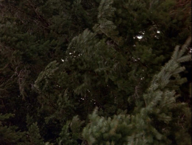 drowning in the pines playlist by LCB Spotify
