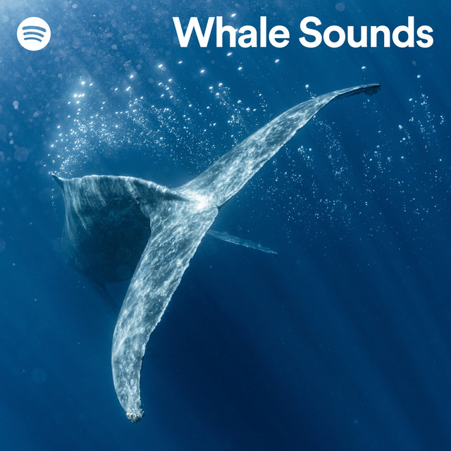 Whale Sounds Spotify Playlist