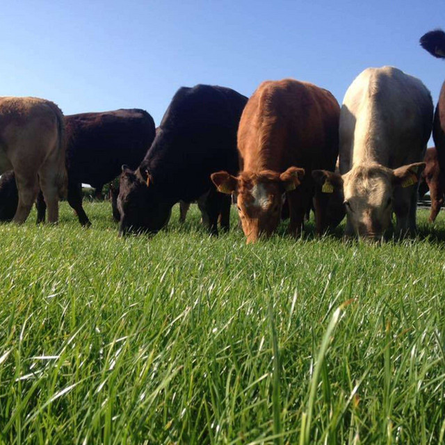 What are the main parasites to be aware of at the moment? The Beef