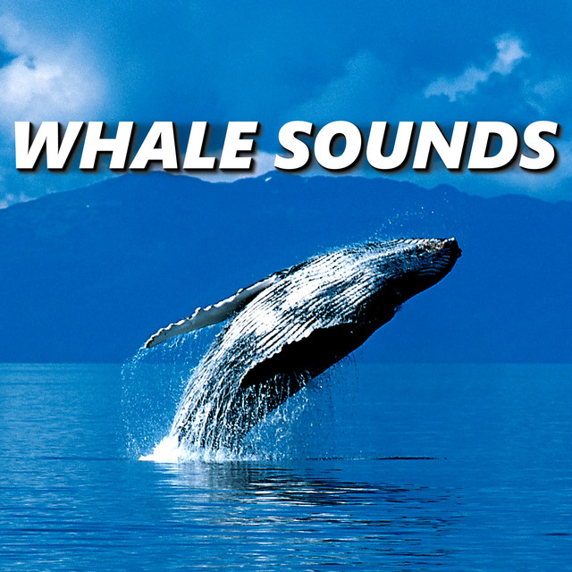Whale Sounds by Whale Song on Spotify