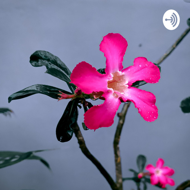 History Podcast on Spotify