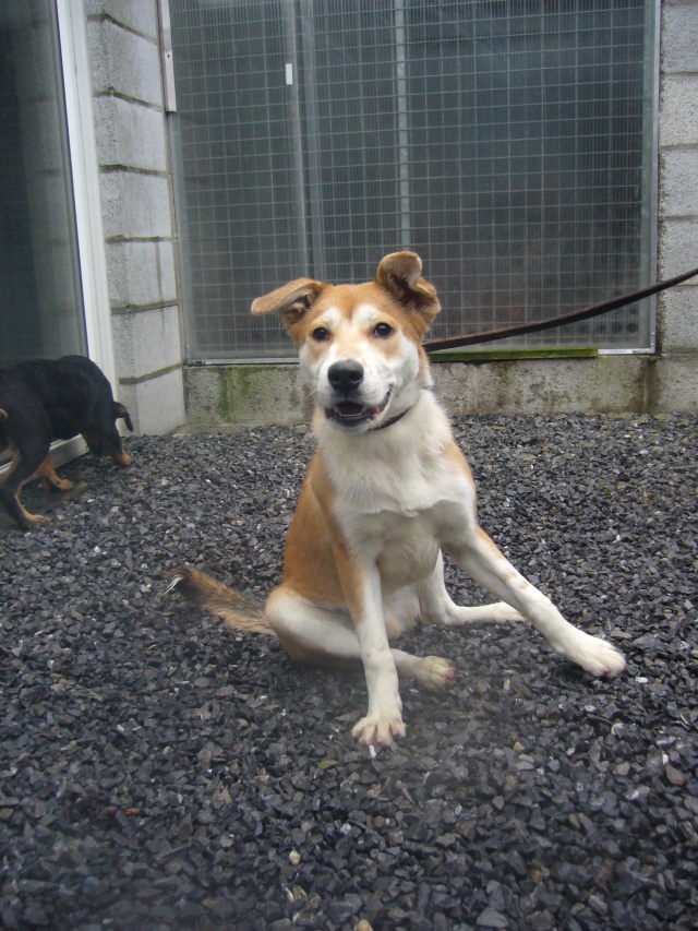 Rocky chiot croisé Akita Inu de 6 mois (SPA de VerviersBelgique) ADOPTE
