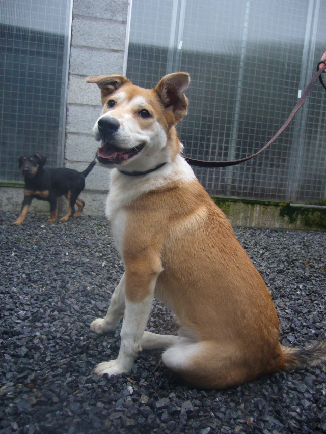 Rocky chiot croisé Akita Inu de 6 mois (SPA de VerviersBelgique) ADOPTE
