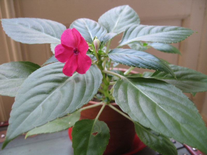 Goutte De Sang Fleur / Couleurs fleurs impatiens goutte de sang