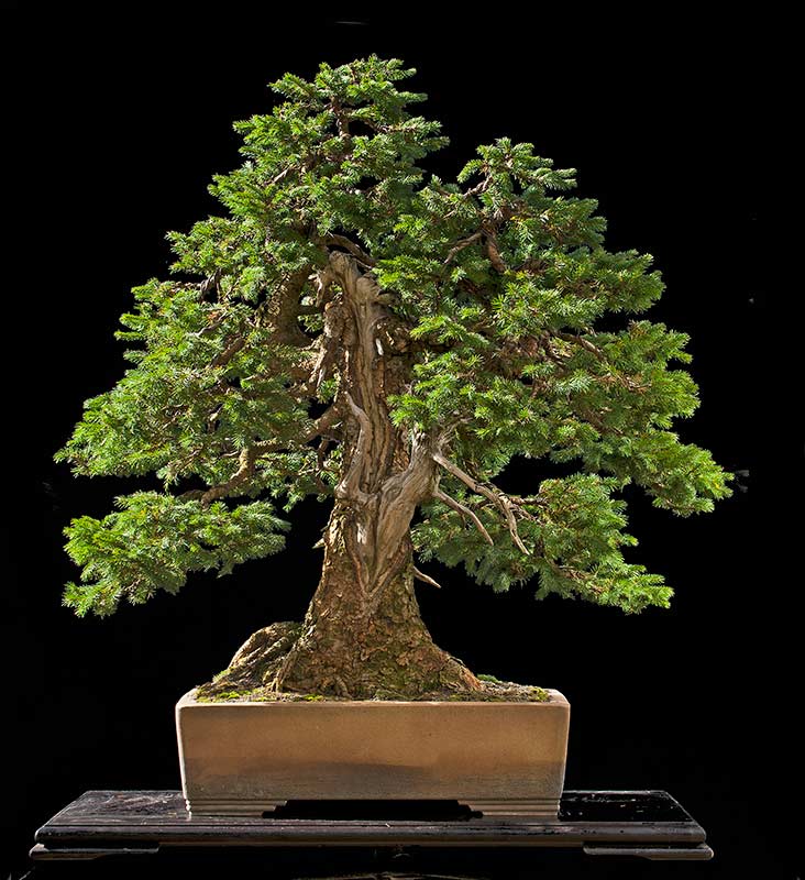 American Bonsai at the NC Arboretum Page 26