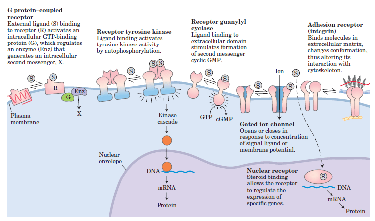 Cell Communication and signaling, evidence of design