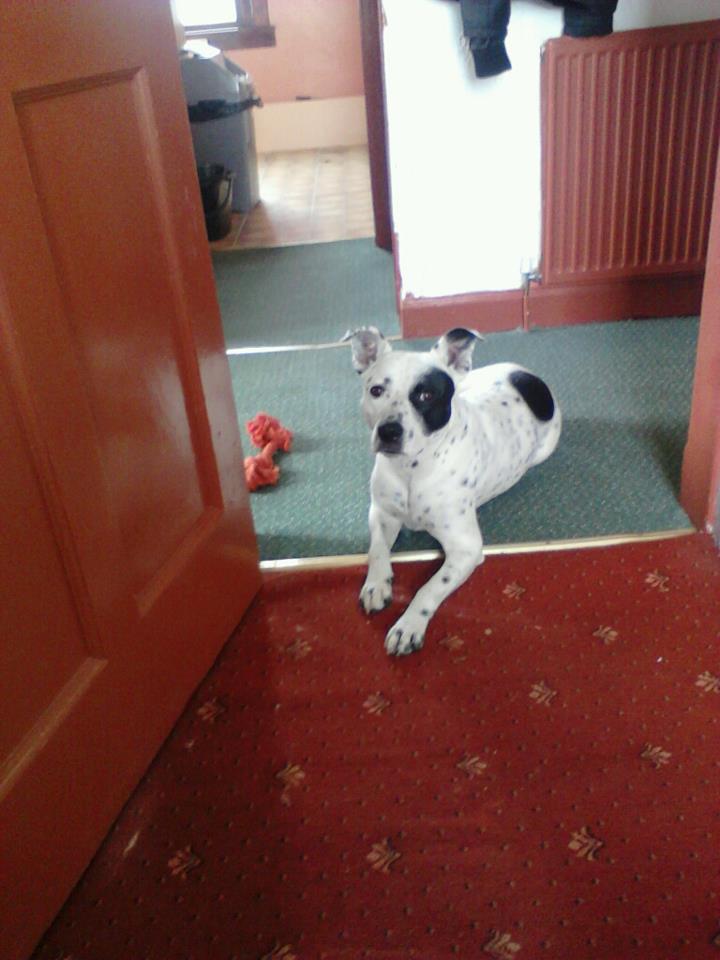 typical devil dog staffy dangerous mutt