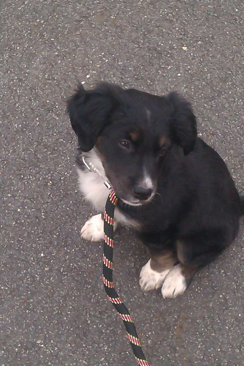 Isis border collie croisée épagneul breton