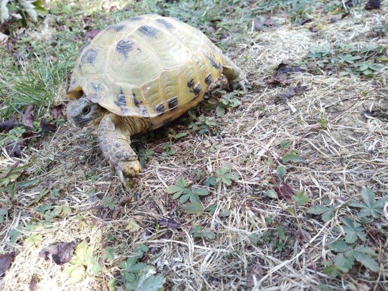J'ai trouvé une tortue