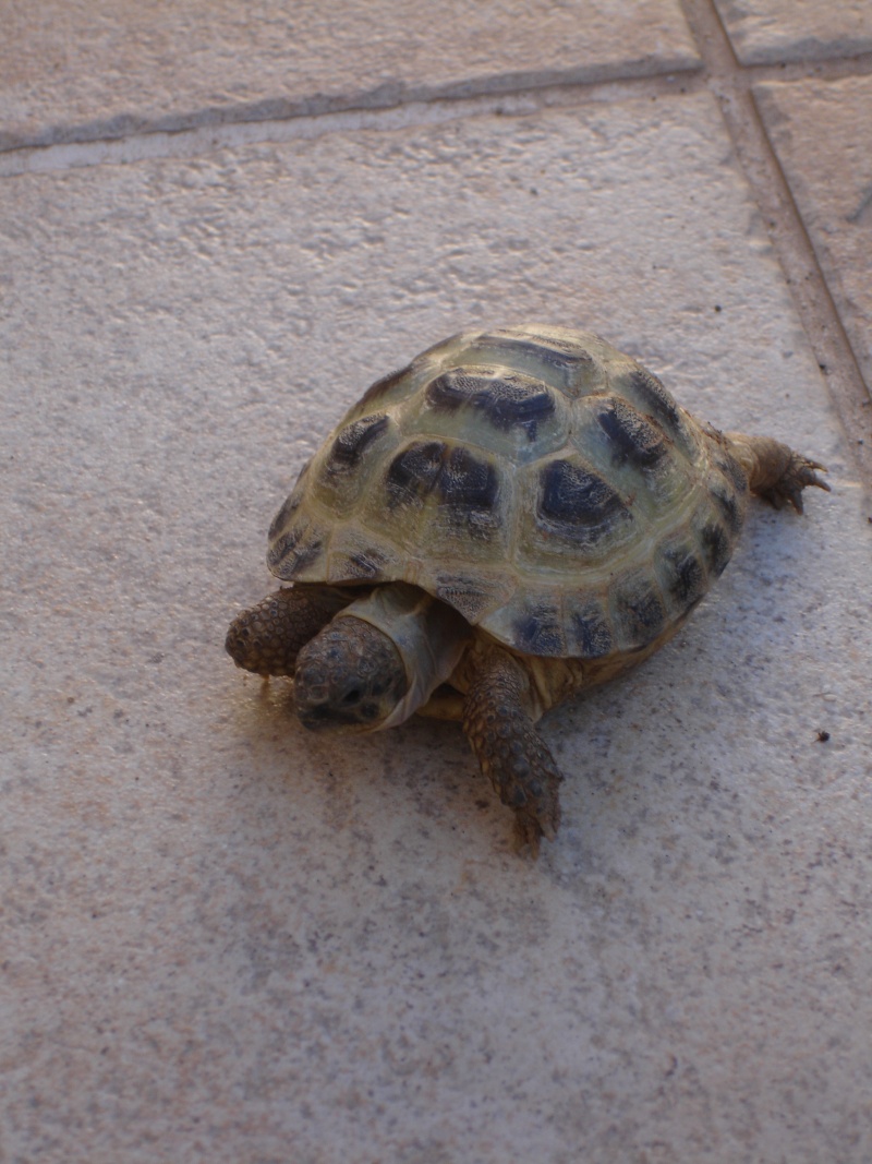 Ma tortue Toblerone