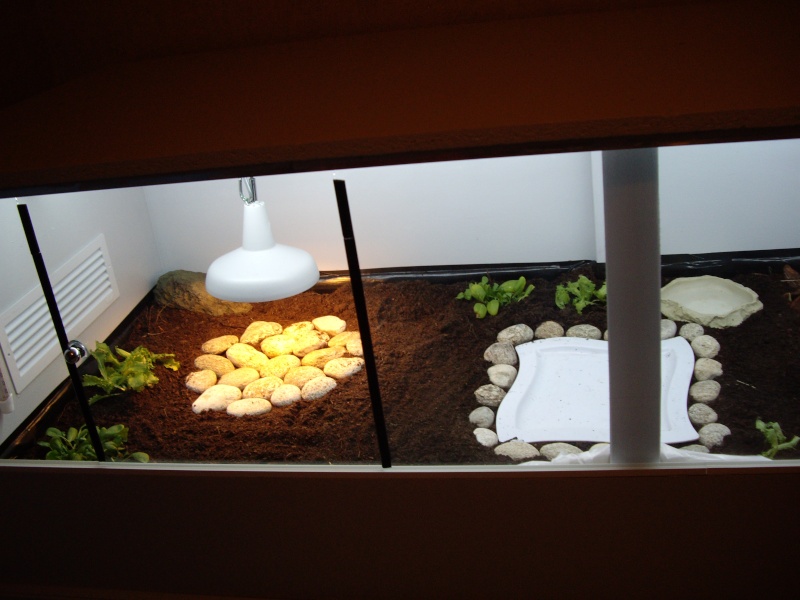 Construction d'un très grand terrarium fait maison pour Tortue