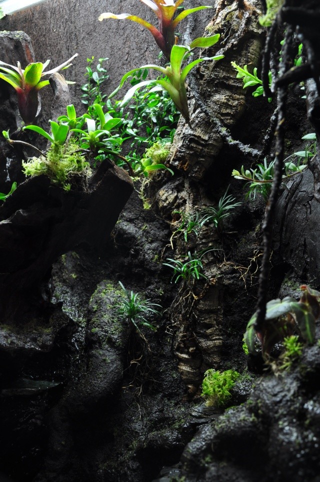 Terrarium tropical humide by "Le Pelu"