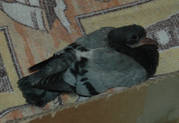 Bébé pigeon tombé du nid