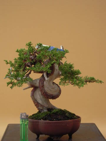 Shohin Juniper