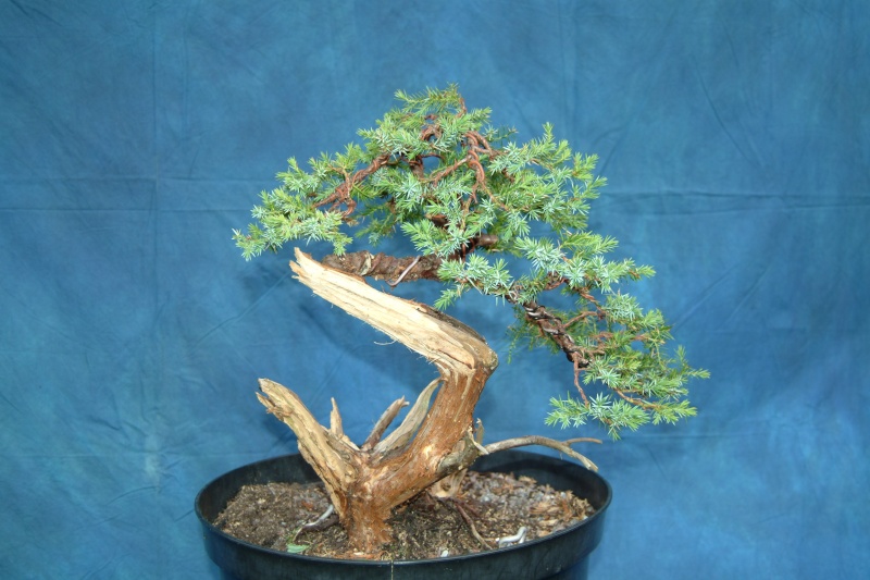 Hairpin Juniper