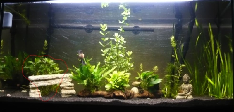 Plantes pour aquarium accueillant des poissons rouges Page 2