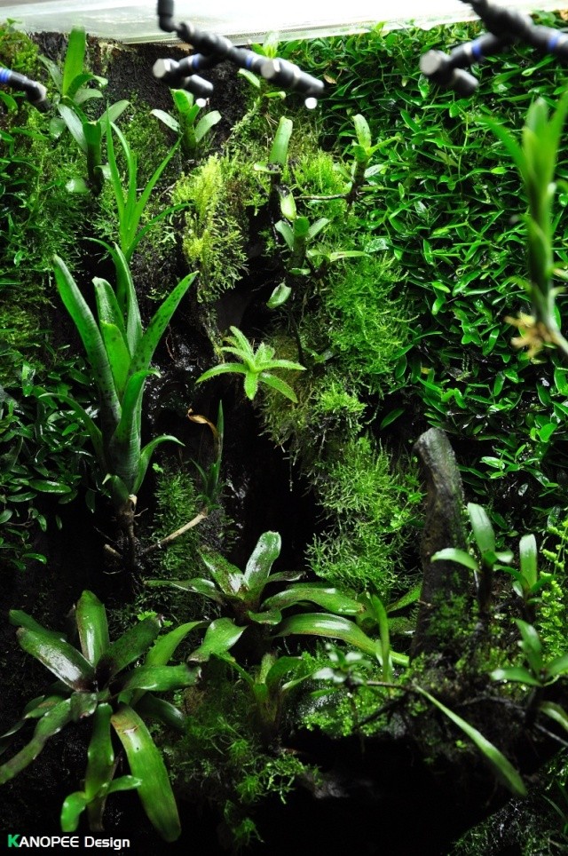 Terrarium tropical humide by "Le Pelu" Page 2