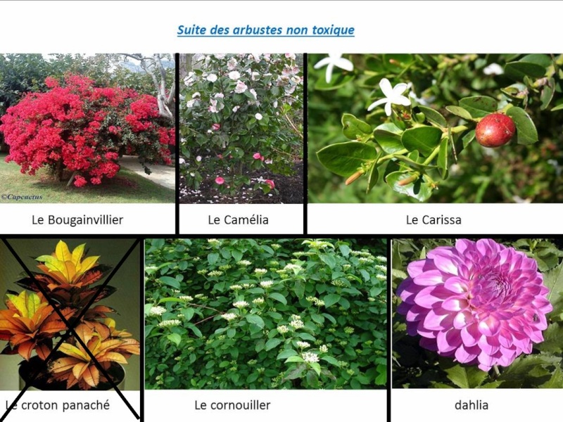 plantes non toxiques pour nos oiseaux liste à valider