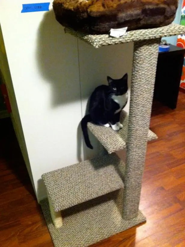 Building A Cat Tree From Scratch at Frances Hiott blog