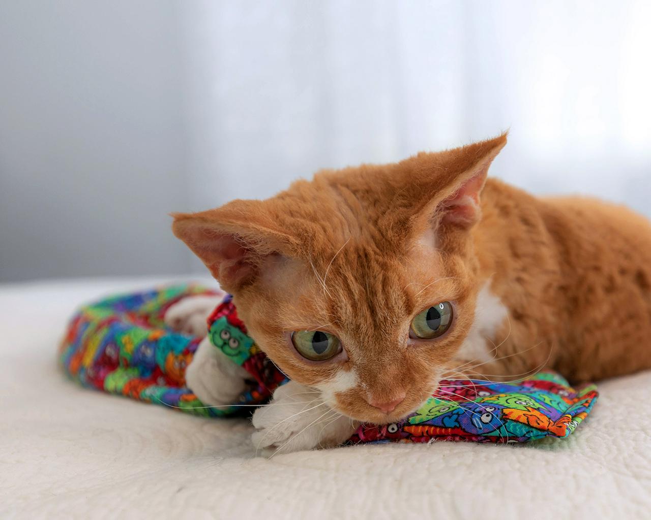 It's a Bed AND a Toy! — The Rockstar Cat 🎸