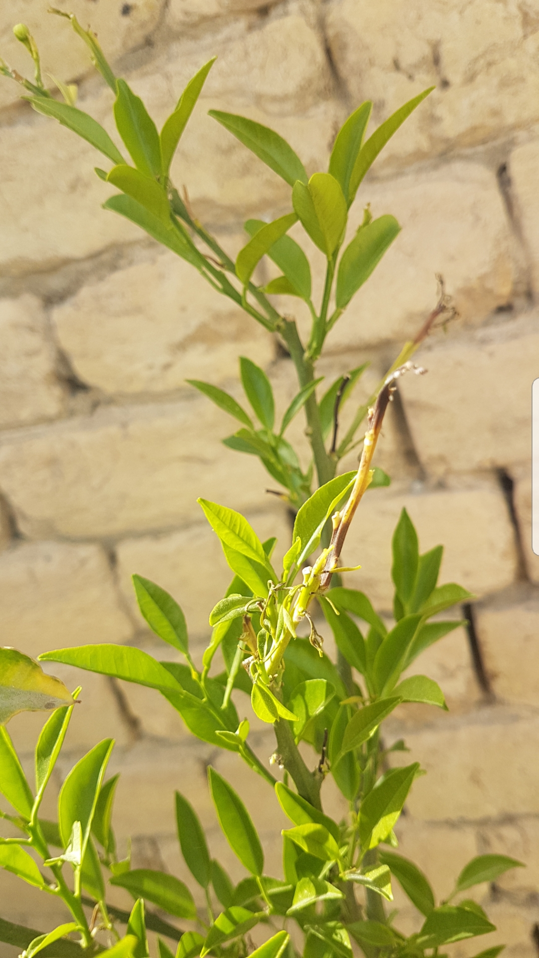 diagnosis Why are my orange trees dropping new leaves and getting dry