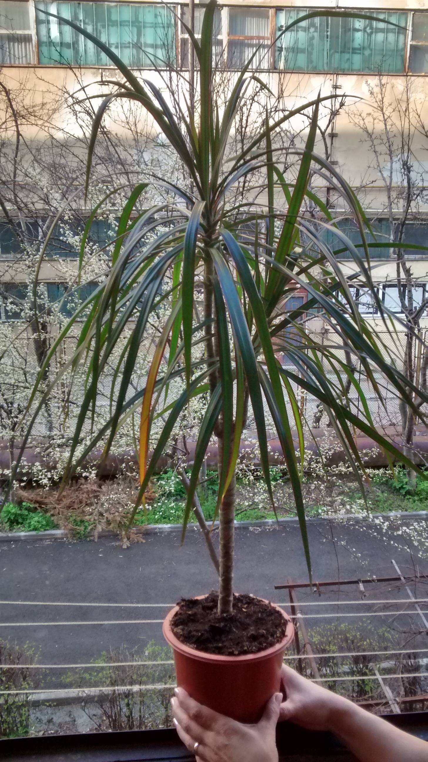 diagnosis Why are my Dracaena marginata leaves getting brown spots