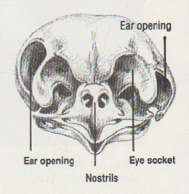 zoology - Are the asymmetrical positions of owl ears consistent across