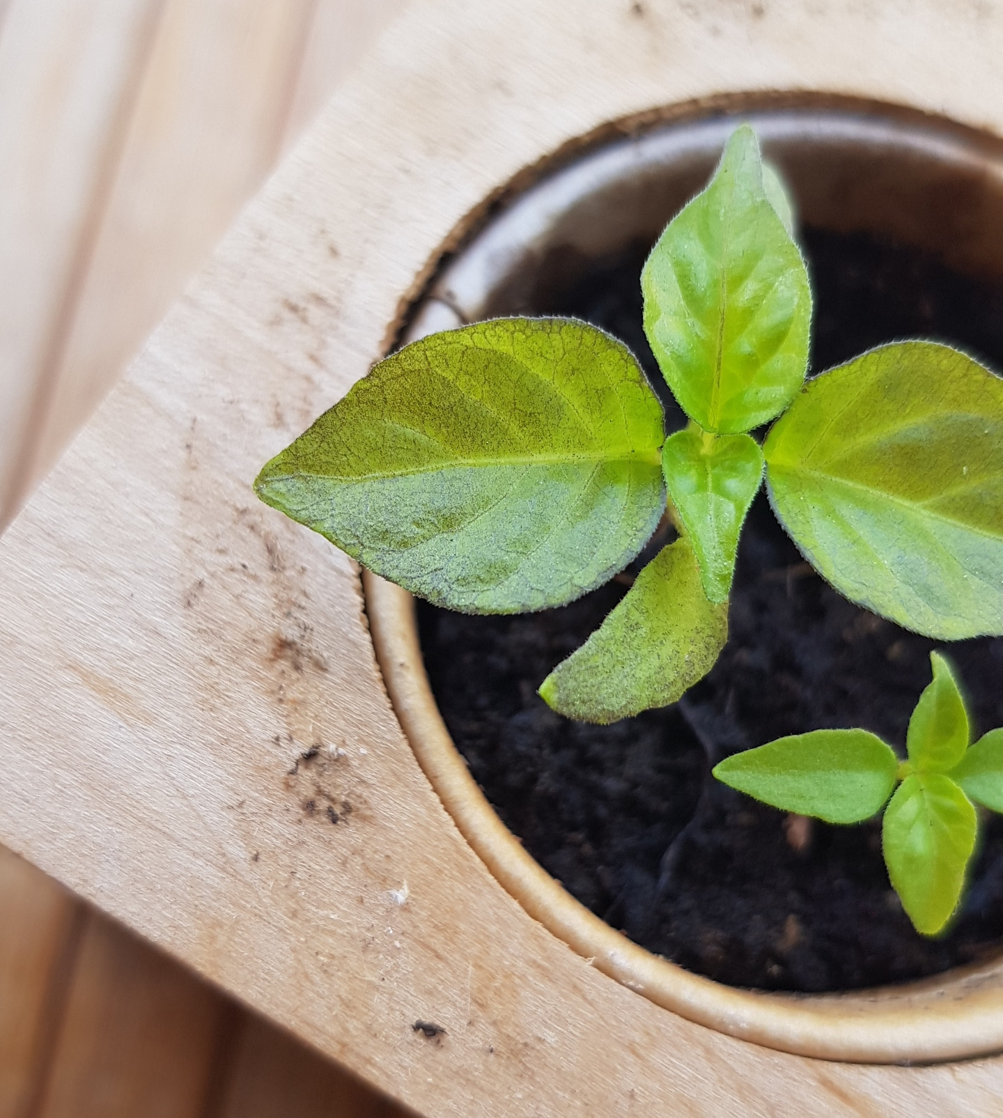 identification Carolina reaper leaves turning brownish and veiny