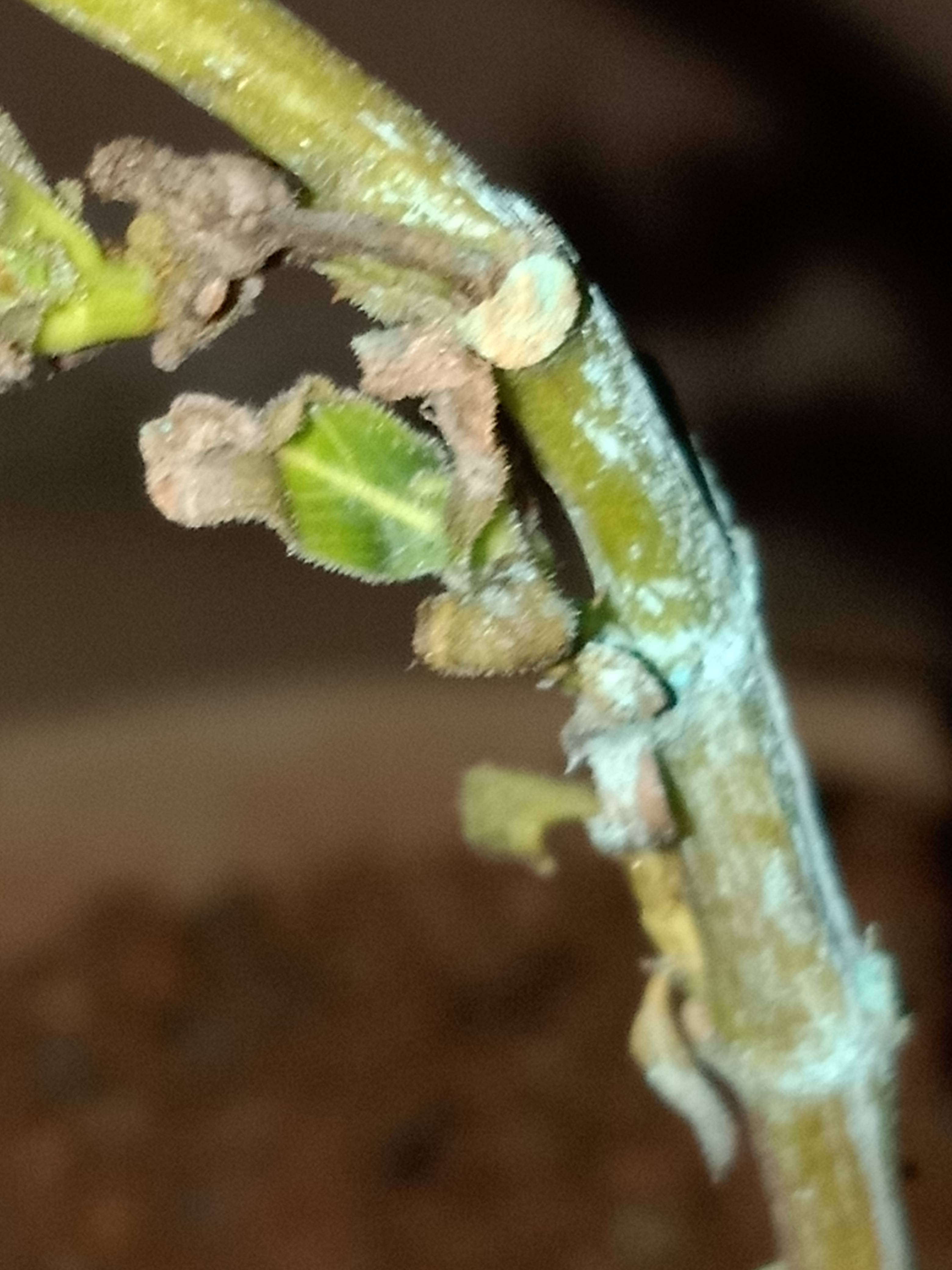 houseplants Vinca (Madagascar Periwinkle) sprouts dying Gardening