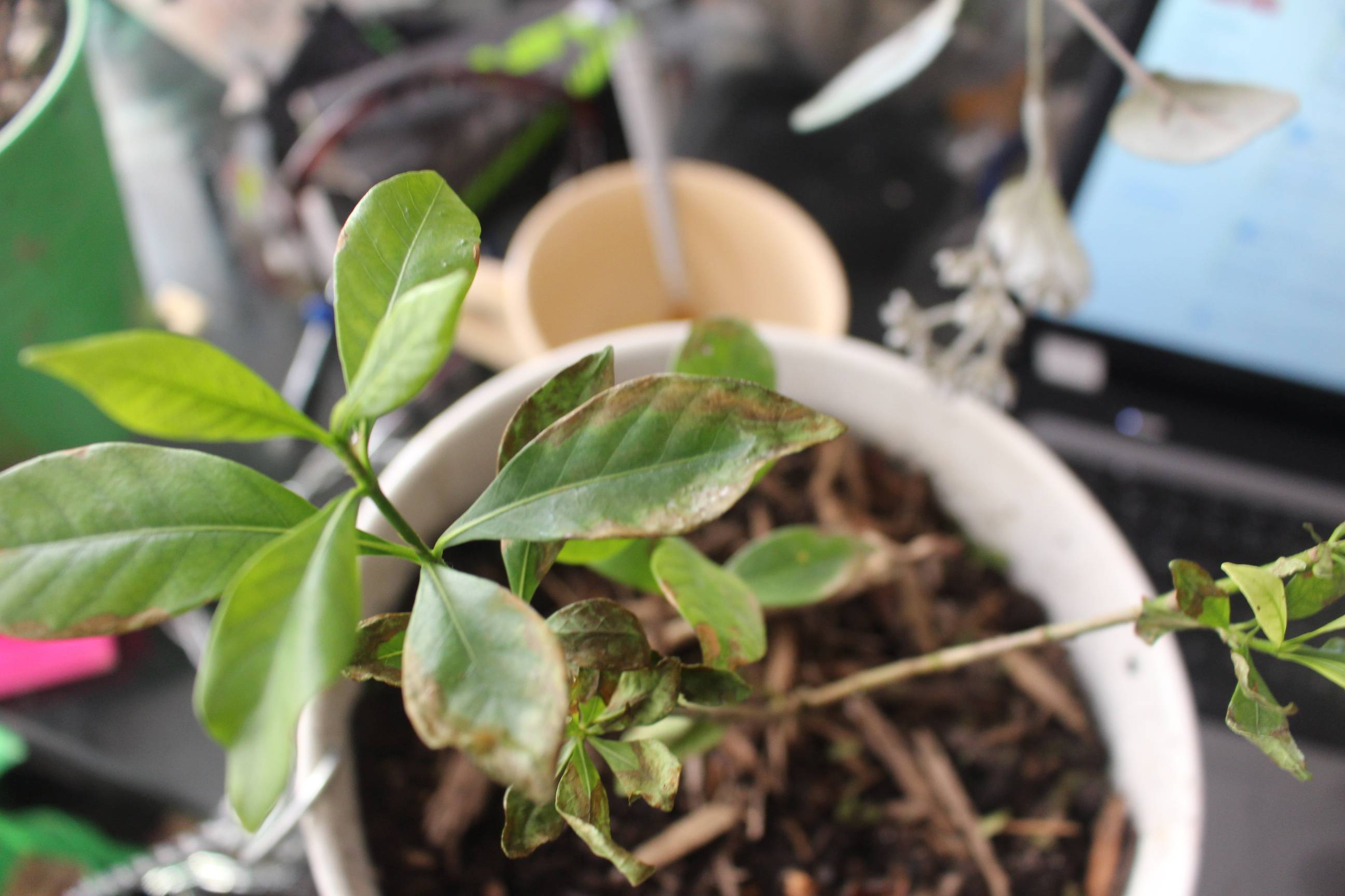 flowers Why does my gardenia have brown patches on it's leaves