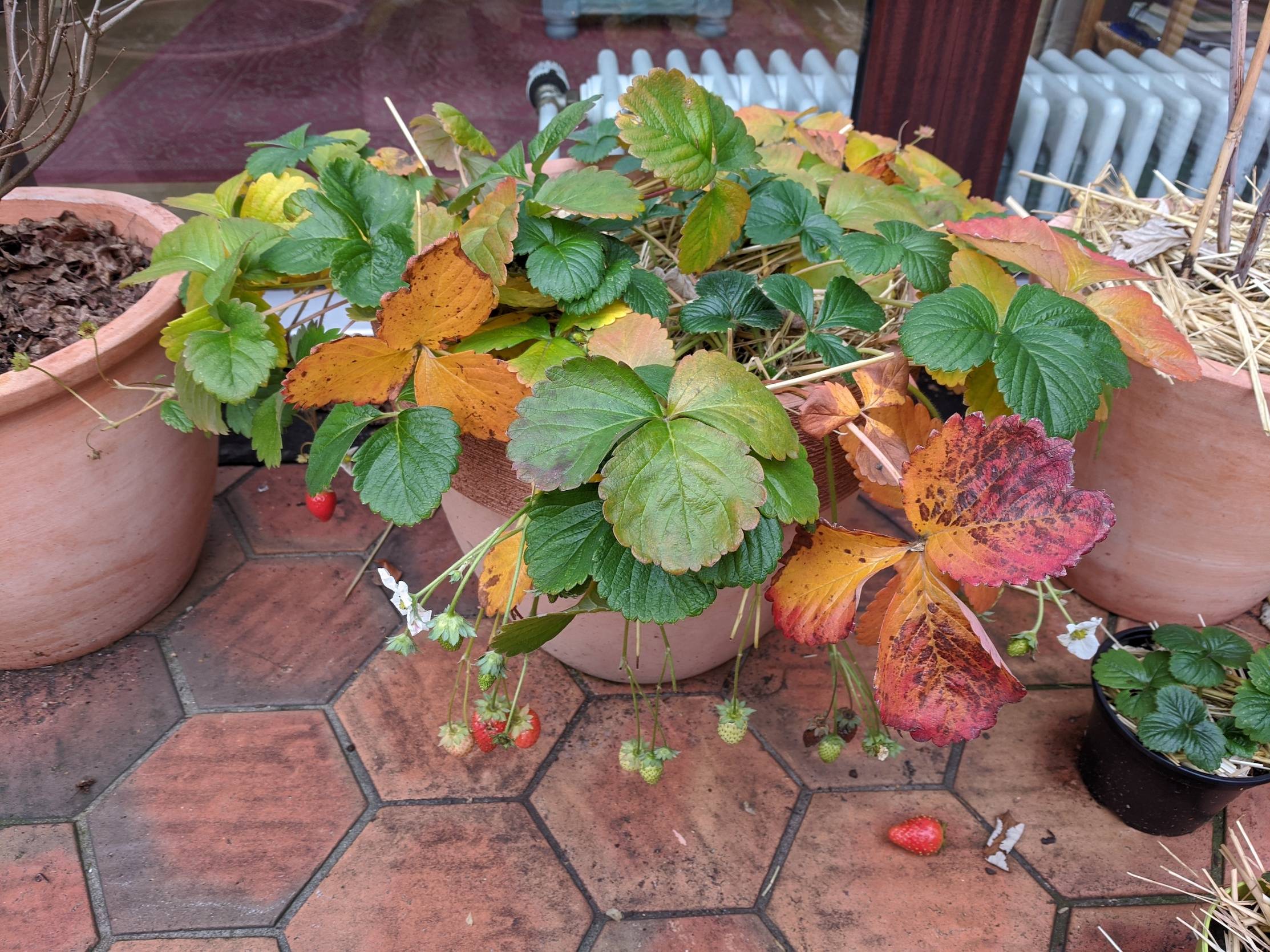 strawberries Overwintering greenleaved potted strawberry plants Gardening & Landscaping