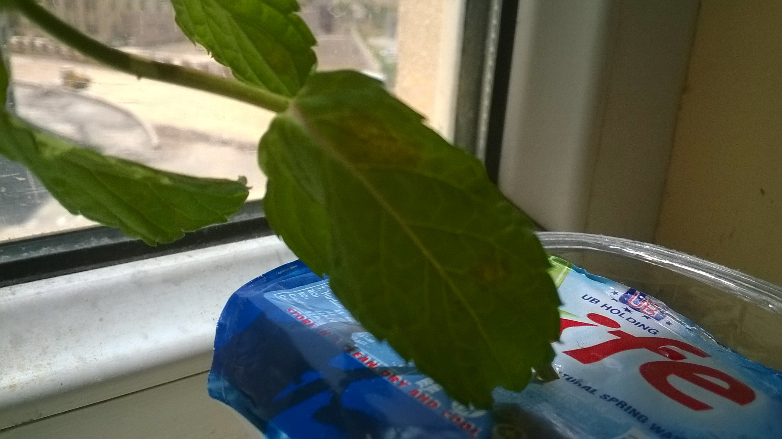 diseases Is my mint plant dying or diseased? Gardening