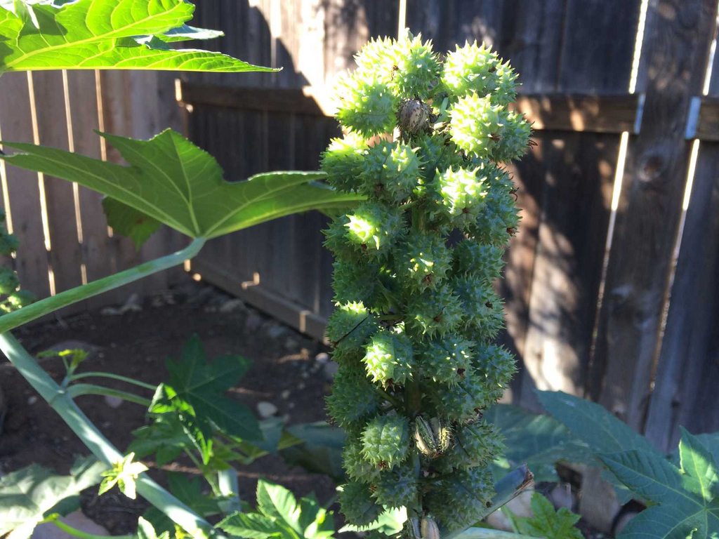 identification What is this shrub/plant? It has 7pointed leaves