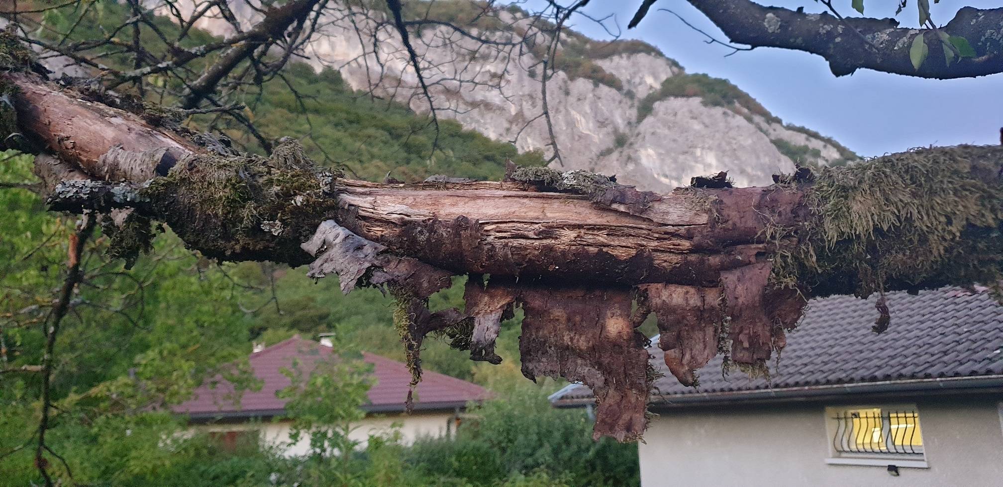 Is my cherry tree dying? Gardening & Landscaping Stack Exchange