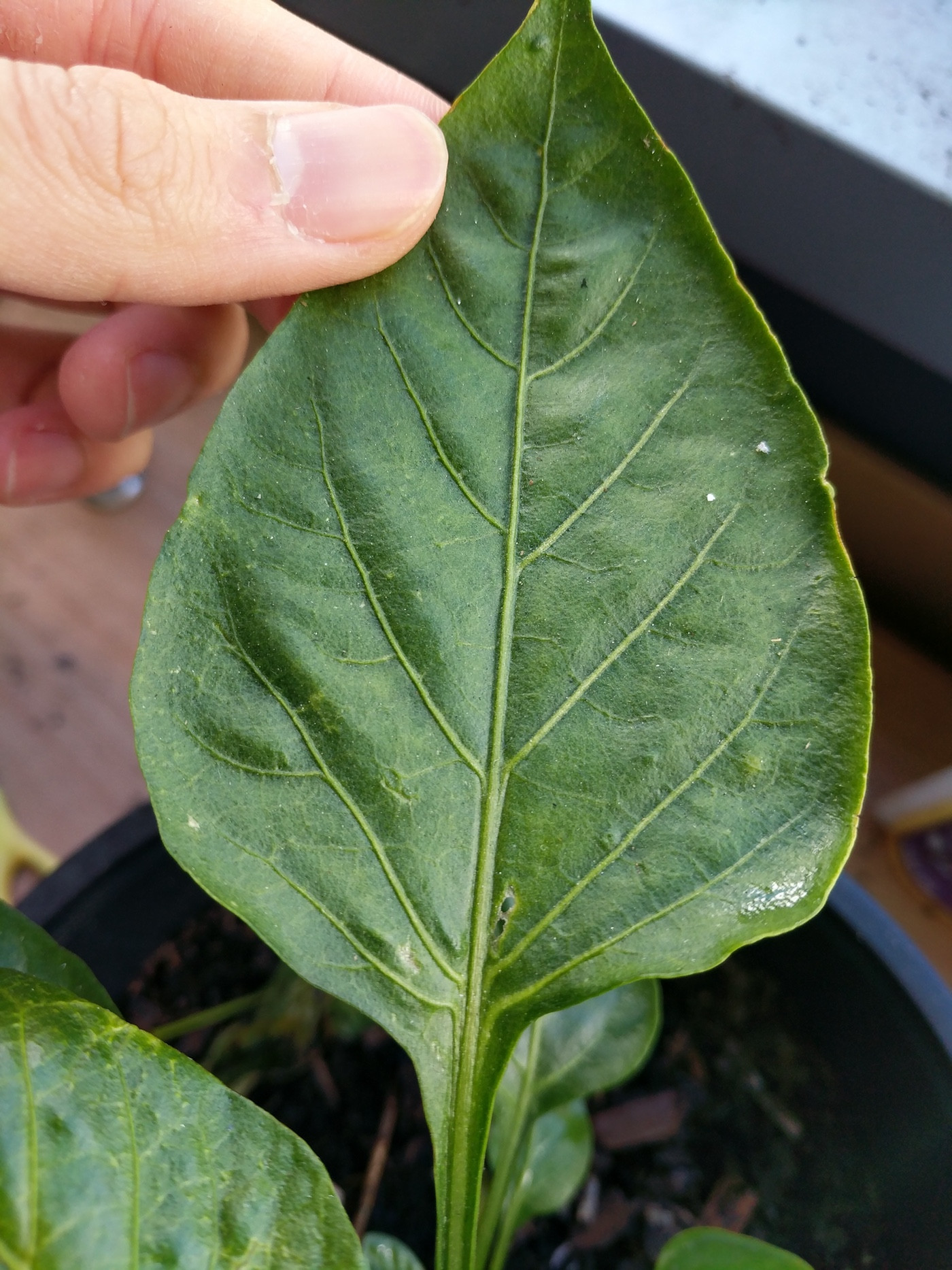 pests Capsicum ( Peppers ) leaves have holes, turned yellow, curled