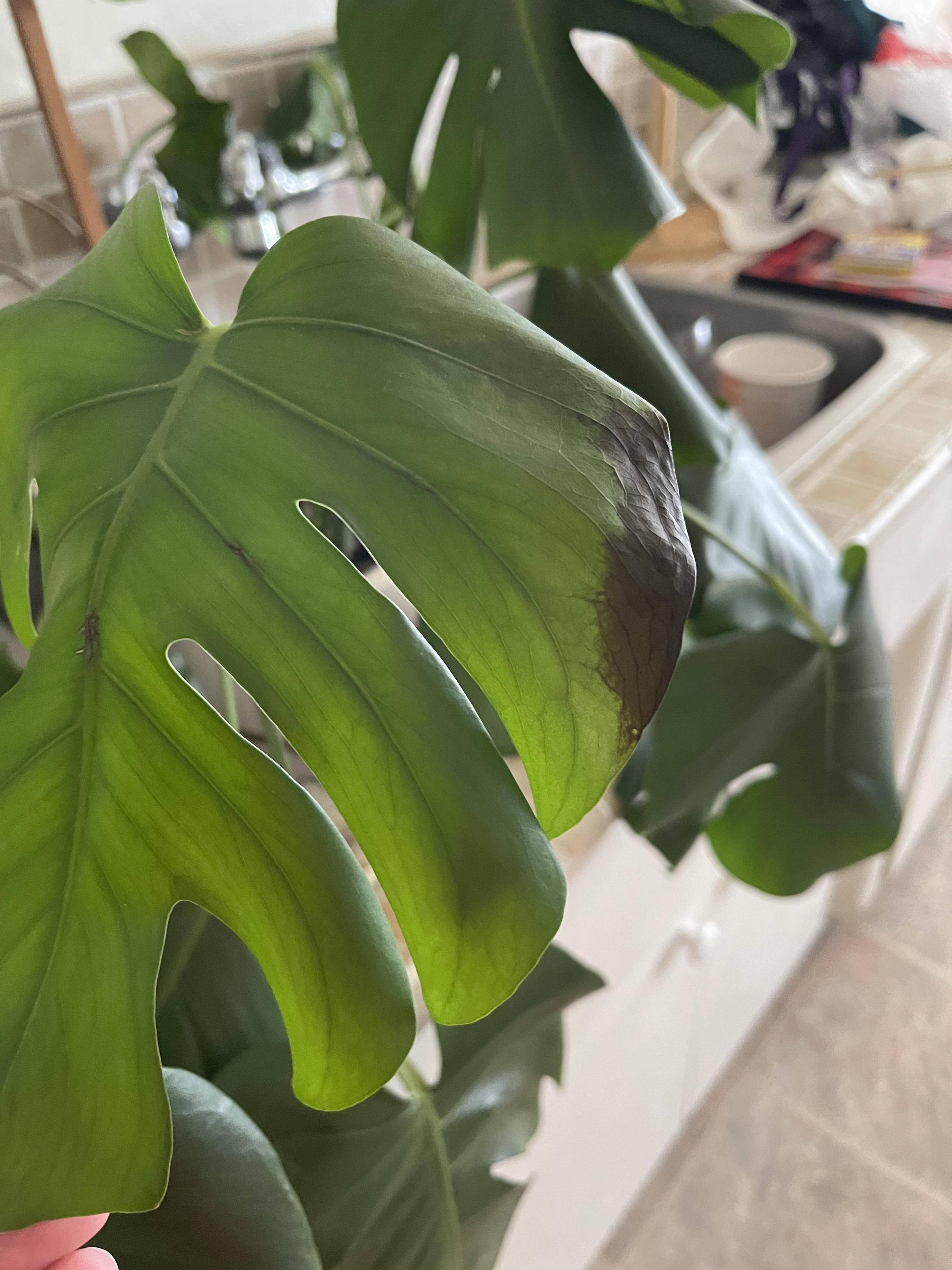 watering Are My Plants Getting too much Sun? Gardening & Landscaping Stack Exchange