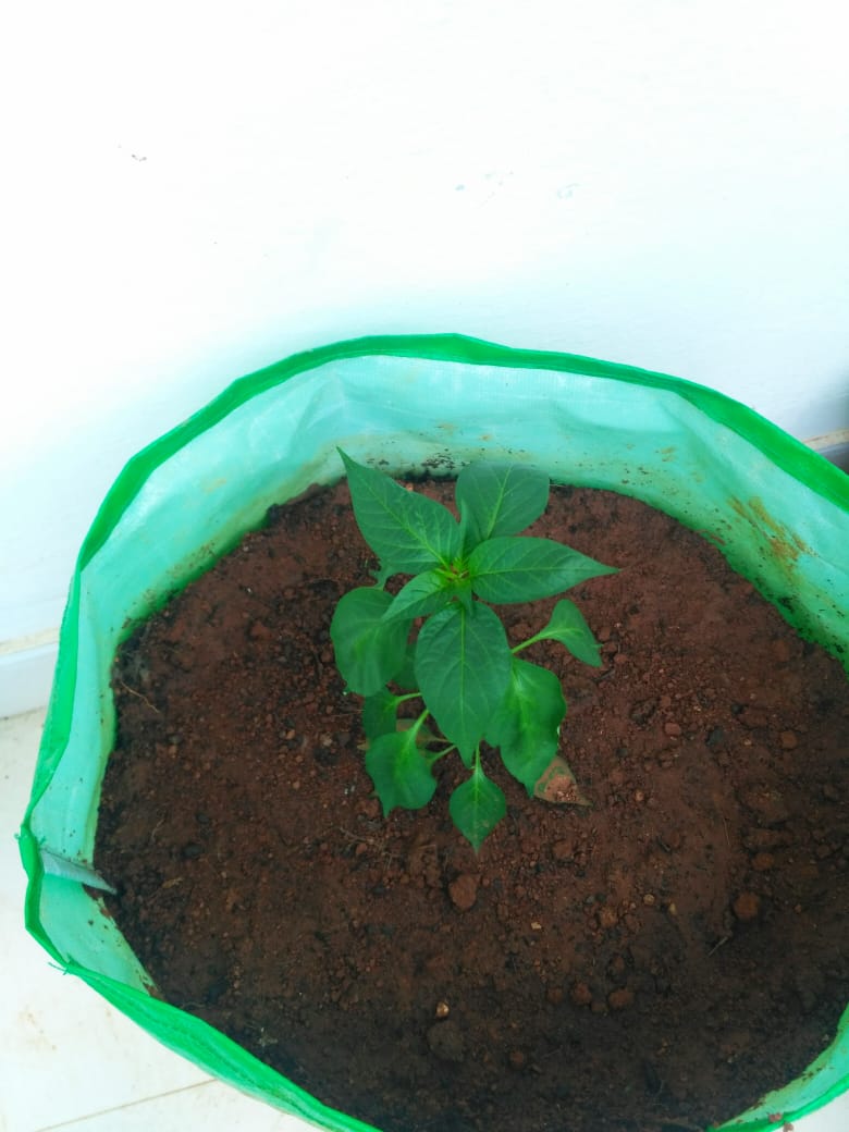 Chilli plant leaves droop during the day and is up during night