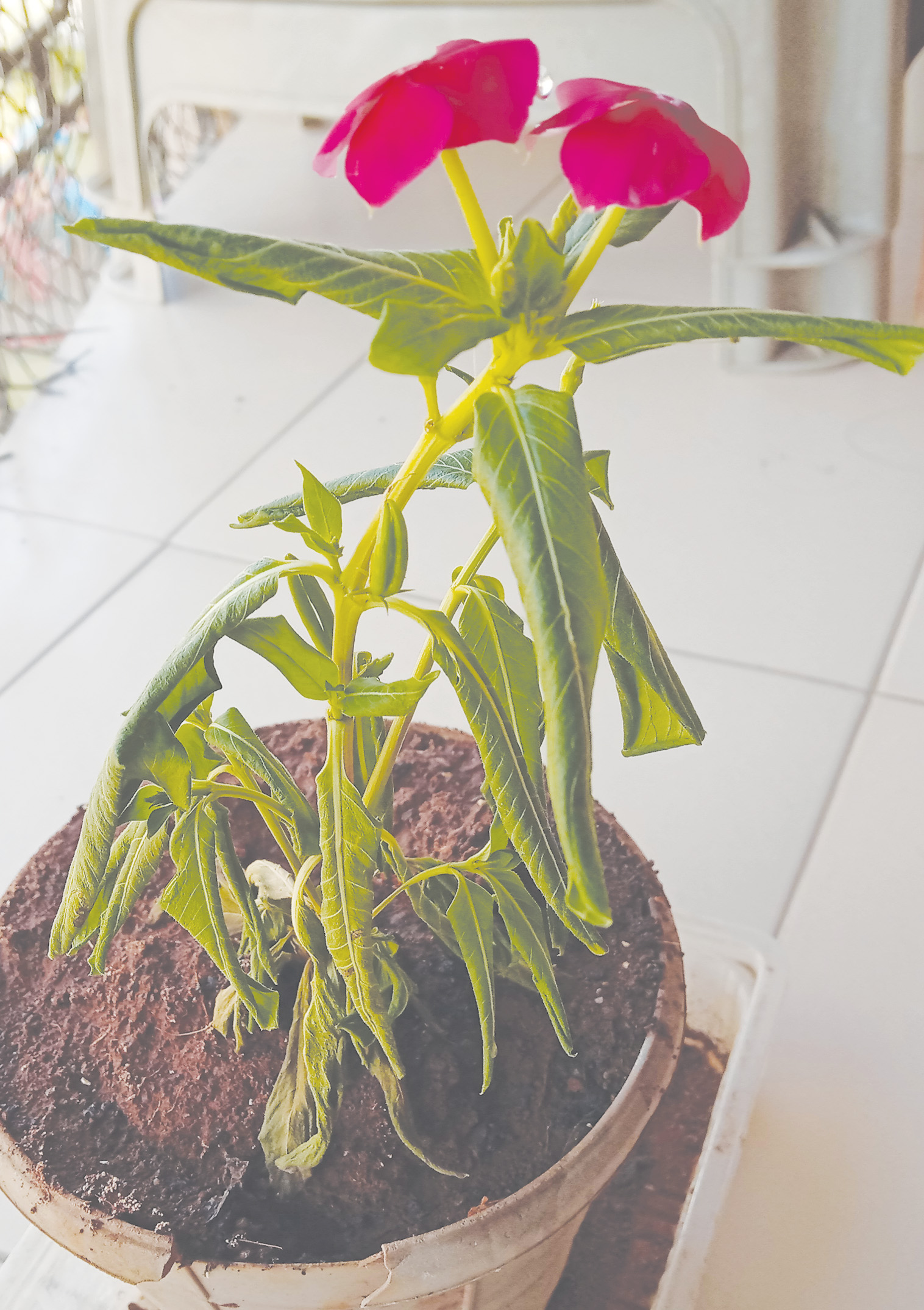 container gardening Dying vinca plant Gardening & Landscaping Stack