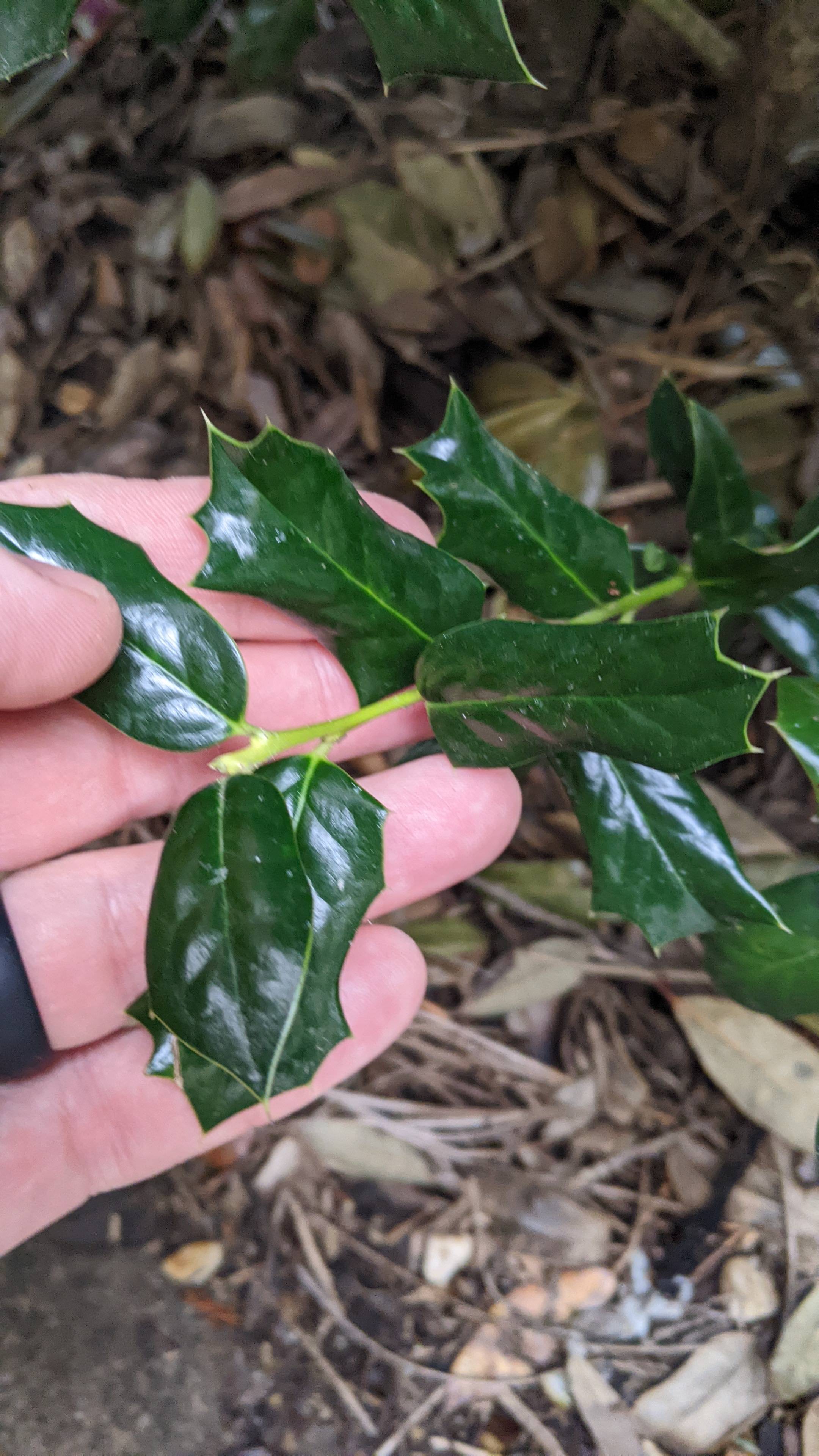 identification - Can you help identify this evergreen shrub