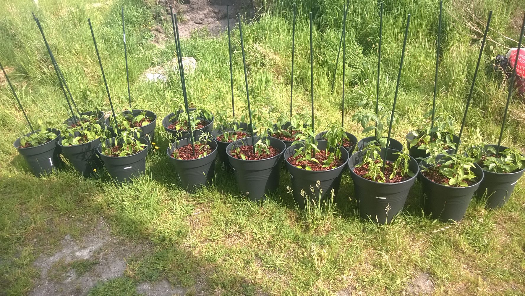 containers Growing multiple pepper plants in one pot vs just one