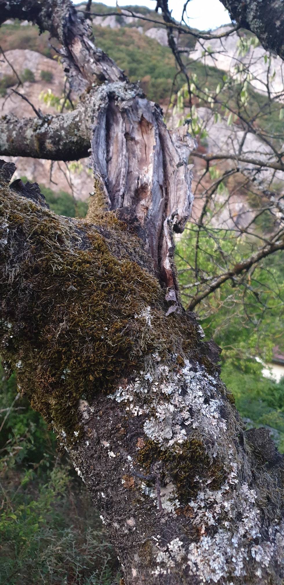 Is my cherry tree dying? Gardening & Landscaping Stack Exchange