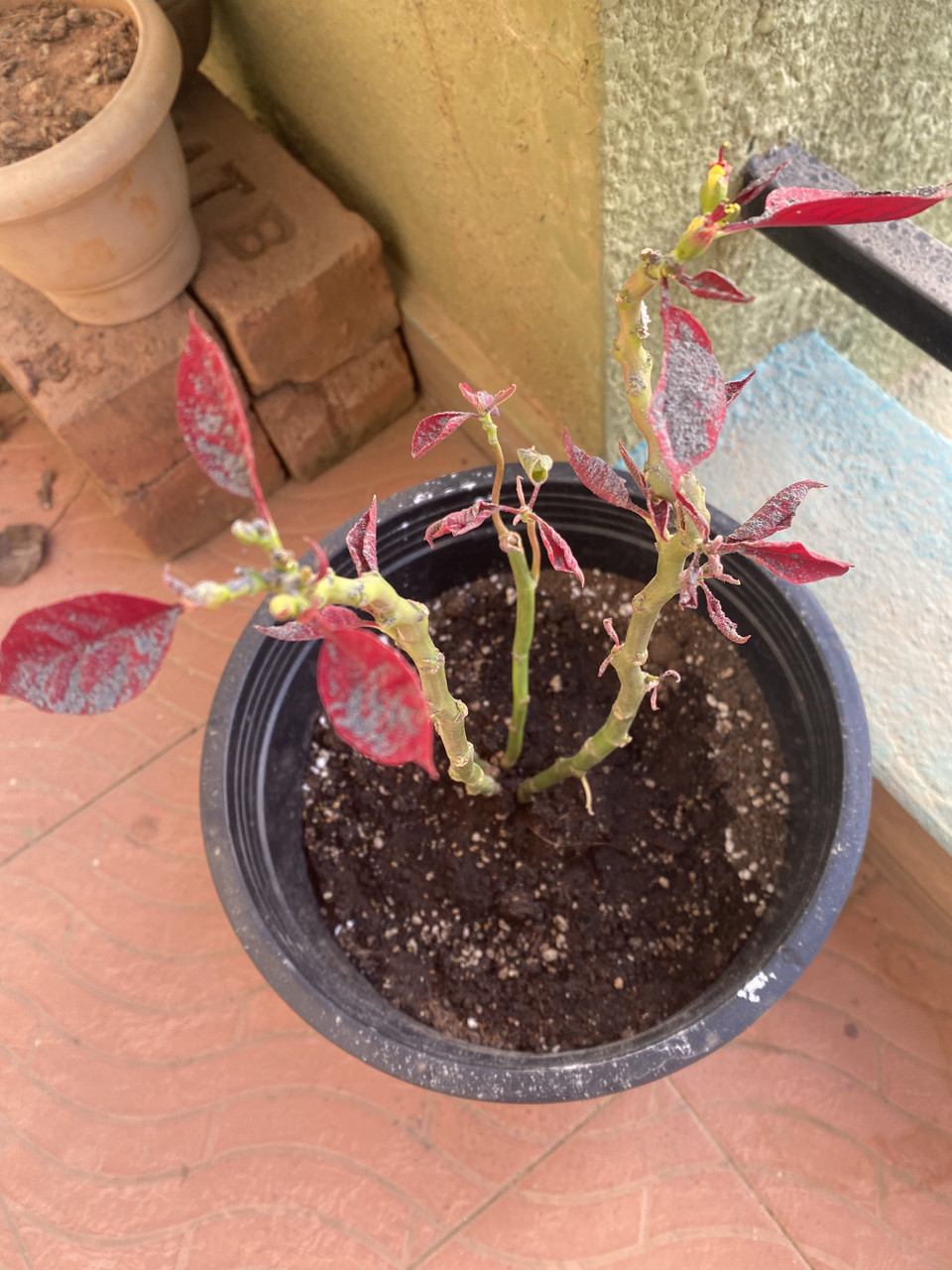 Why are my repotted plants dying/not growing? Gardening & Landscaping