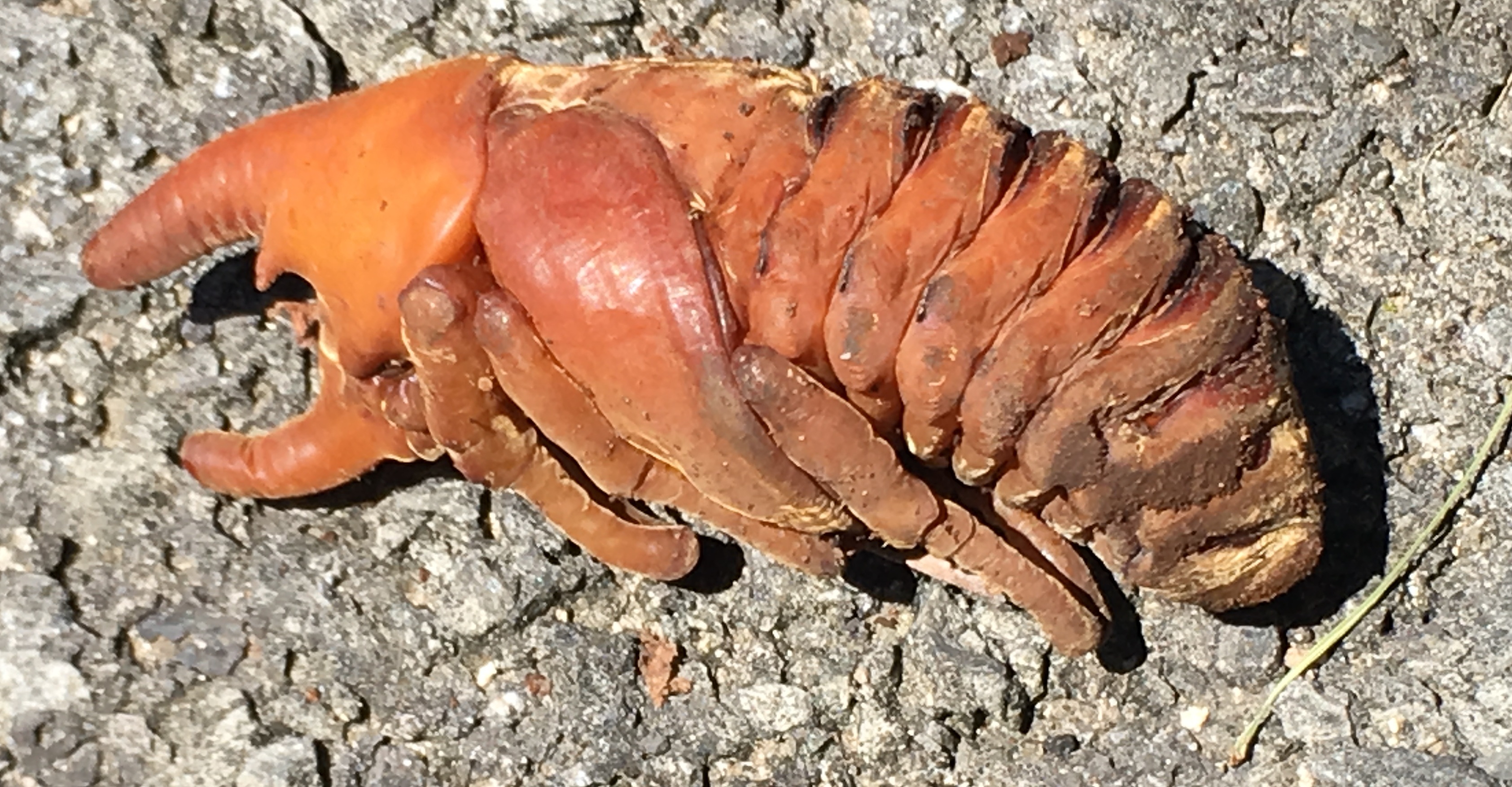 entomology Orangishcoloured insect living in wood chips Biology