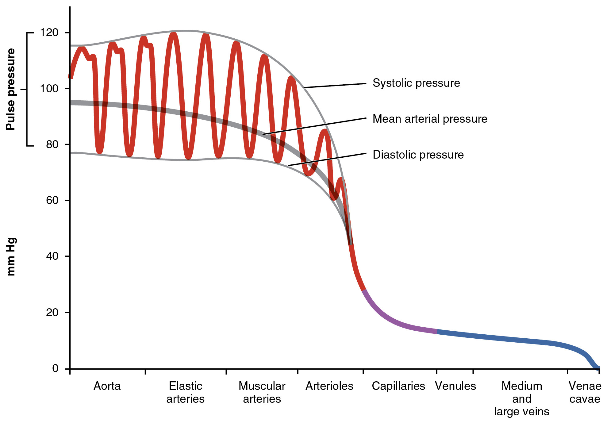 What would happen if blood flow wasn't periodic? Biology Stack Exchange