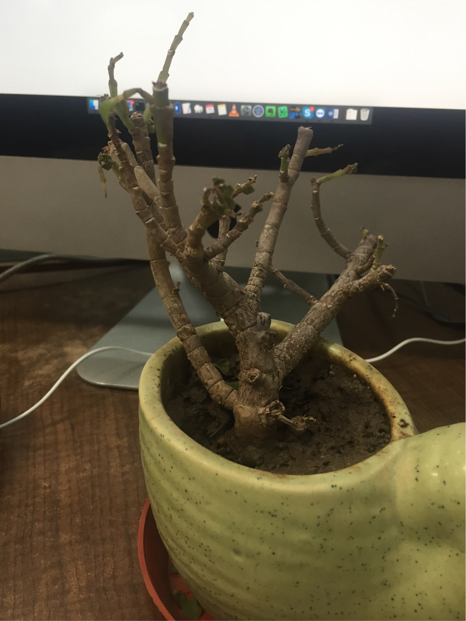 indoors Why is my jade plant dying? Gardening & Landscaping Stack Exchange