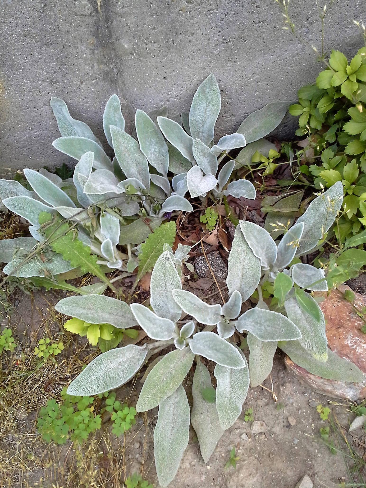 identification What is this lowgrowing plant with fuzzy green and